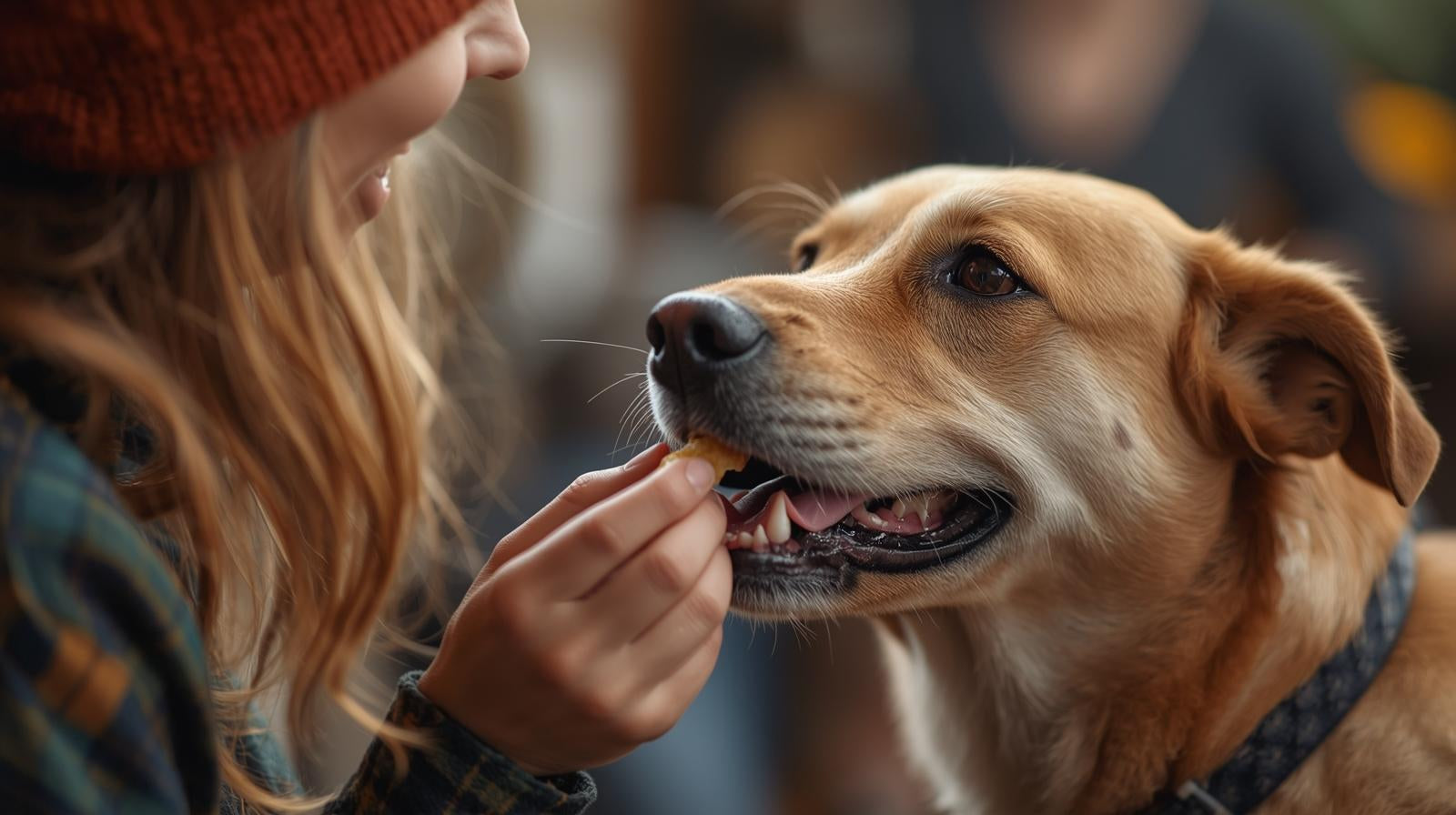 Comprehensive Guide to Dog Training
